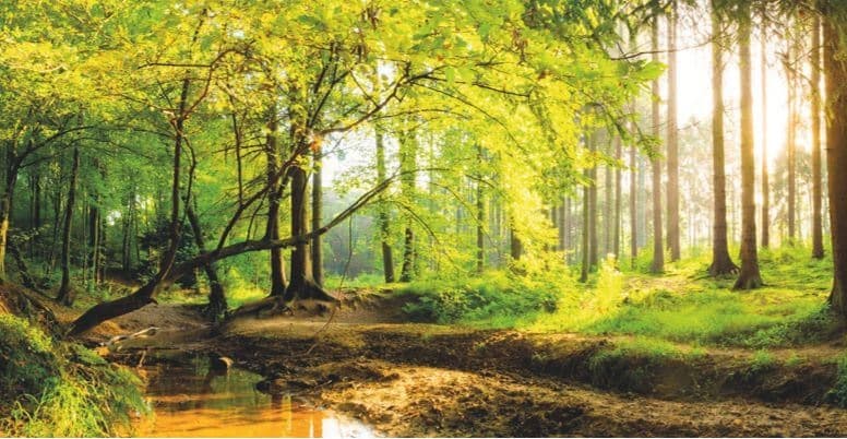 20.10.2018 – Jetzt Plätze sichern: „Natürlich gesund bleiben im Wittmunder Wald“